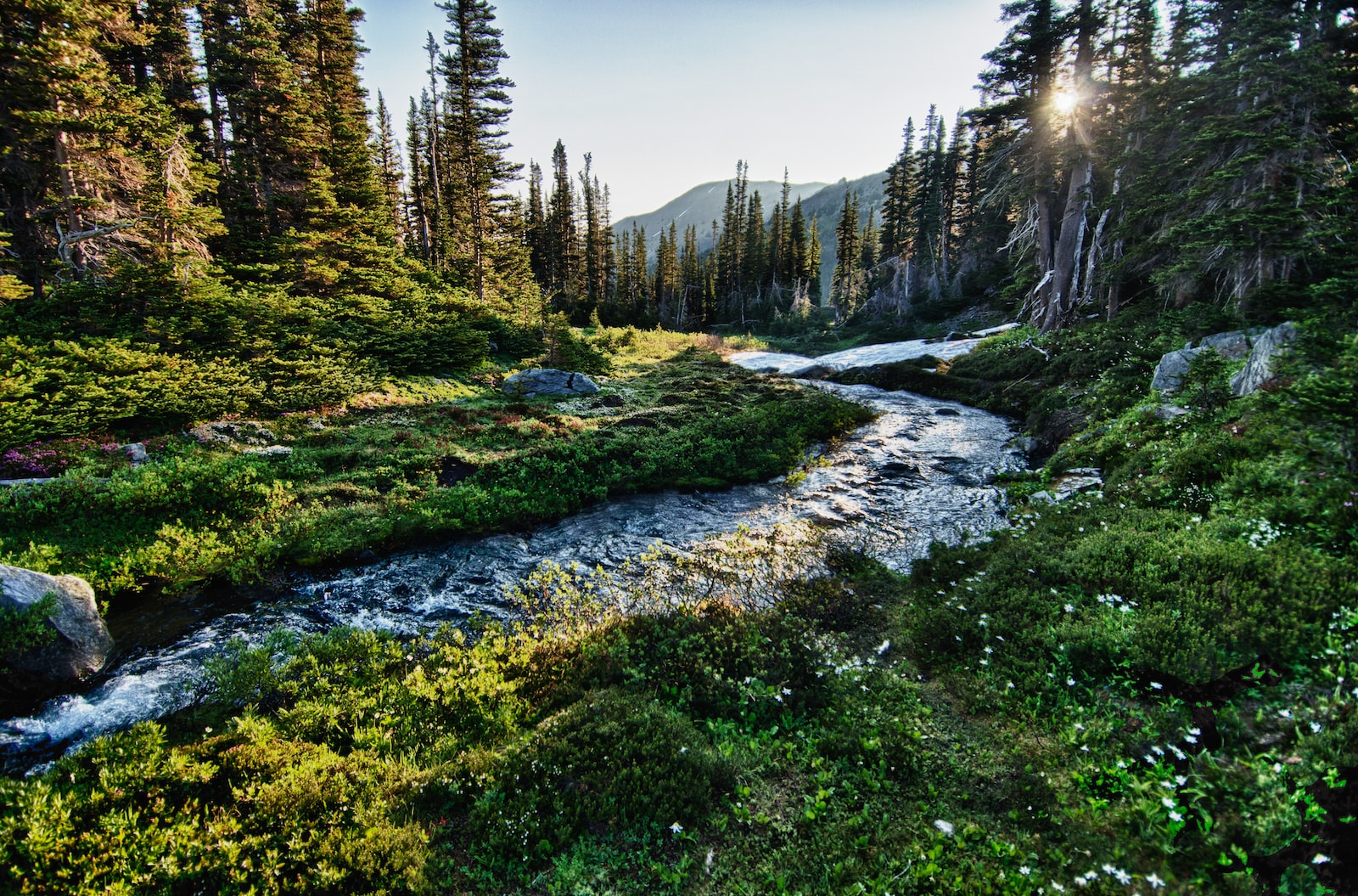 landscape photography of river with trees